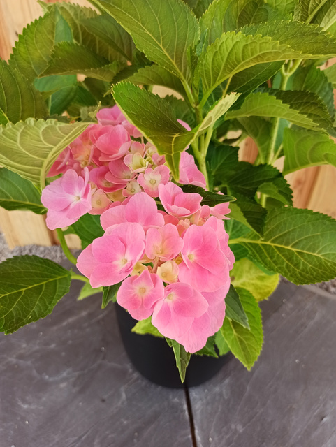 Hortensja ogrodowa Bodensee Hydrangea macrophylla C2