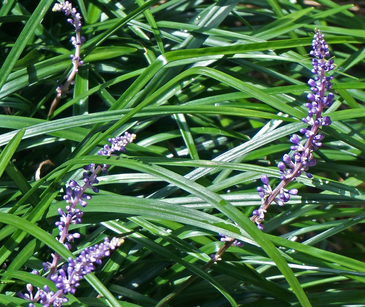 Liriope szafirkowata Big Blue Liriope muscari C2