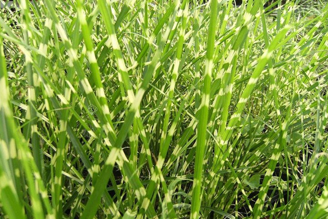 Miskant chiński Strictus Miscanthus sinensis C2