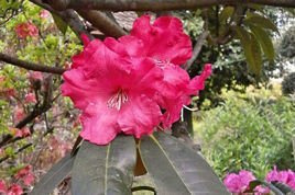 Różanecznik wielokwiatowy Andantino Rhododendron hybridum C2