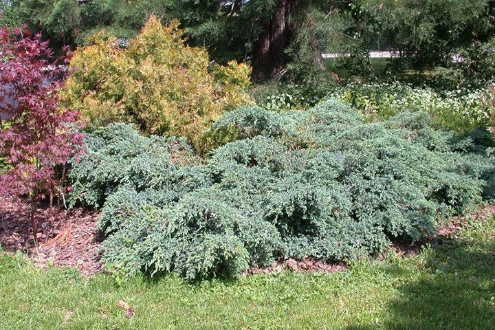 Jałowiec łuskowaty Blue Carpet Juniperus squamata P9