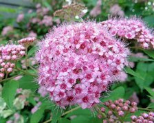 Tawuła brzozolistna różowa Pink Sparkler PBR Spiraea betulifolia C3