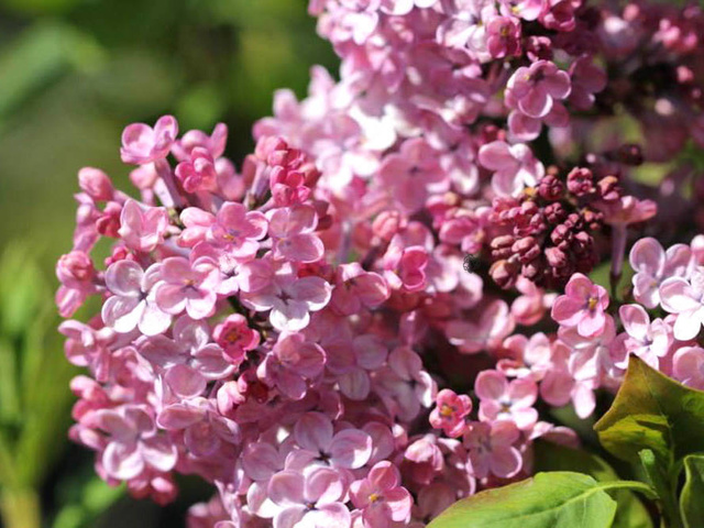Lilak hiacyntowy Maiden's Blush Syringa hyacinthiflora C2