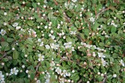 Irga płożąca Queen of Carpets Cotoneaster procumbens C2