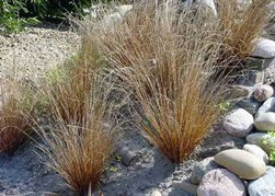Turzyca Buchanana Red Rooster Carex Buchananii C3