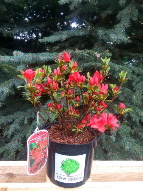 Azalia japońska Fridoline Rhododendron obtusum C2