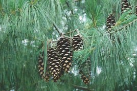 Sosna himalajska Pinus wallichiana C2