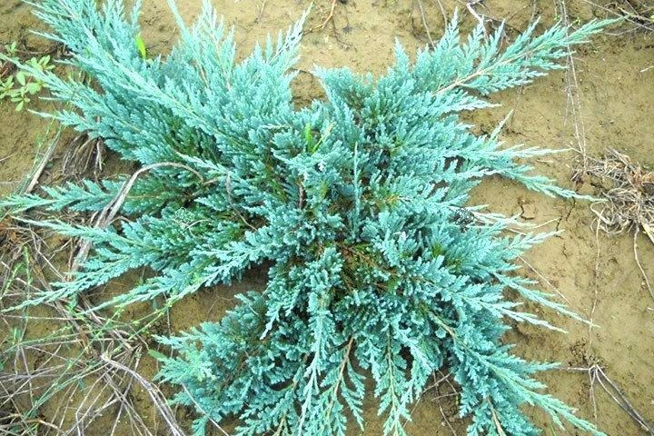 Jałowiec płożący Blue Chip Juniperus horizontalis C5