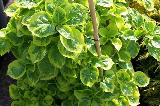 Hortensja pnąca Mirranda Hydrangea anomala C5