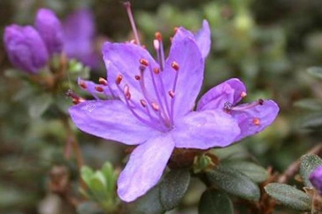 Różanecznik Blue Silver Rhododendron C1,5