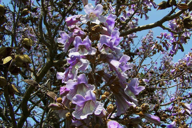 Paulownia cesarska Paulownia tomentosa C2