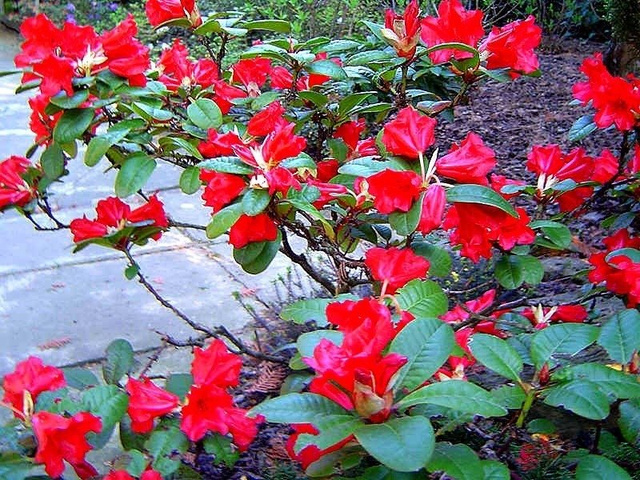 Różanecznik forresta Scarlet Wonder Rhododendron forrestii C2