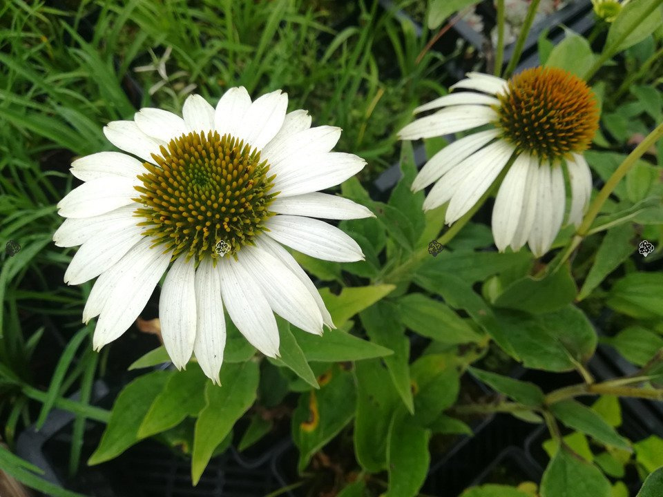 Jeżówka White Swan Echinacea P9
