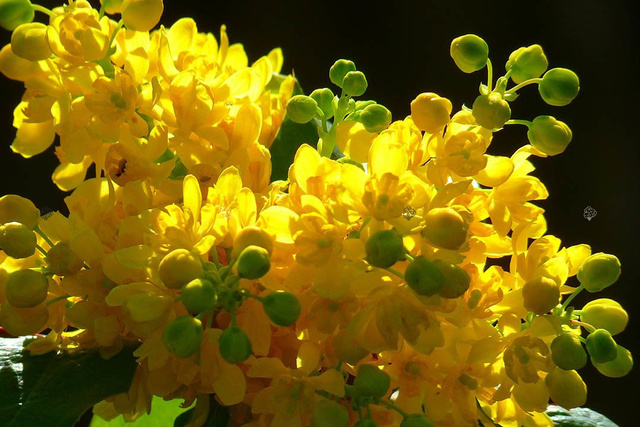 Mahonia pospolita Mahonia aquifolium C2