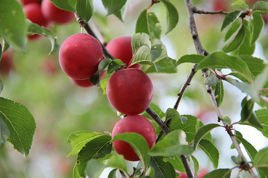 Śliwa Brzoskwiniowa Jerozolimka Prunus domestica