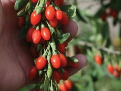Jagoda Goji Big Lifeberry PBR Lycium barbarum P9