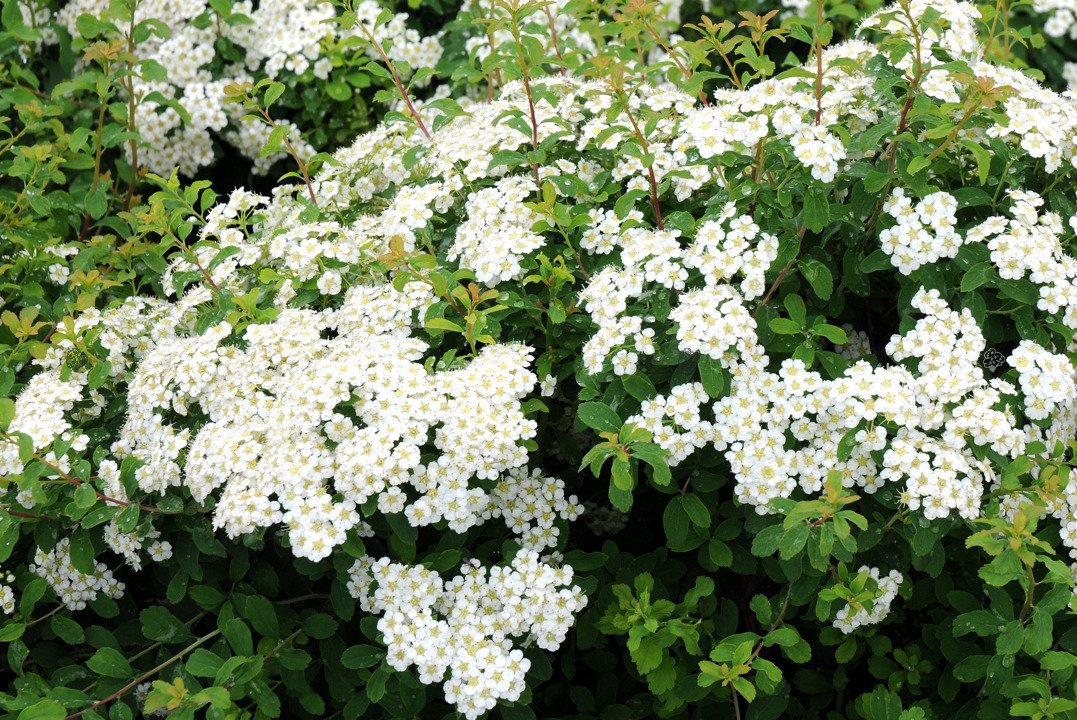 Tawuła nippońska Halward's Silver Spiraea nipponica C2
