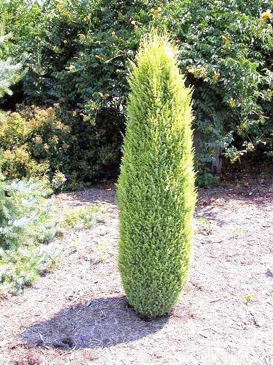 Jałowiec pospolity Gold Cone Juniperus communis C3