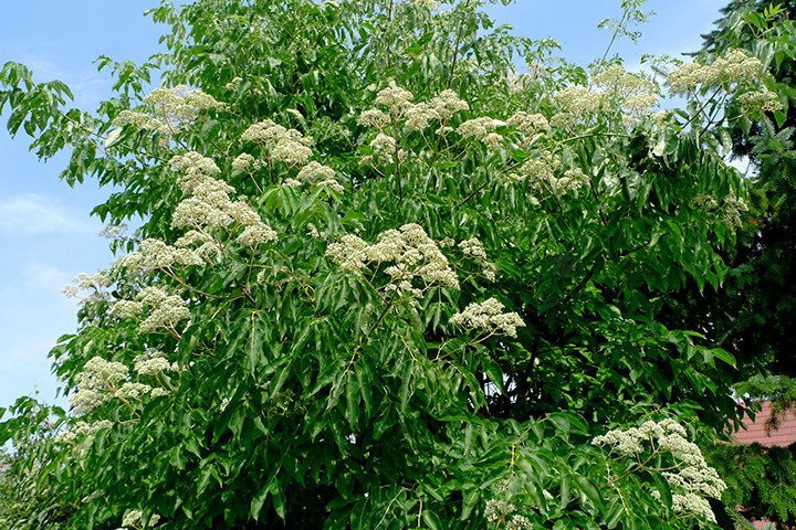 Ewodia Aksamitna Euodia velutina P9