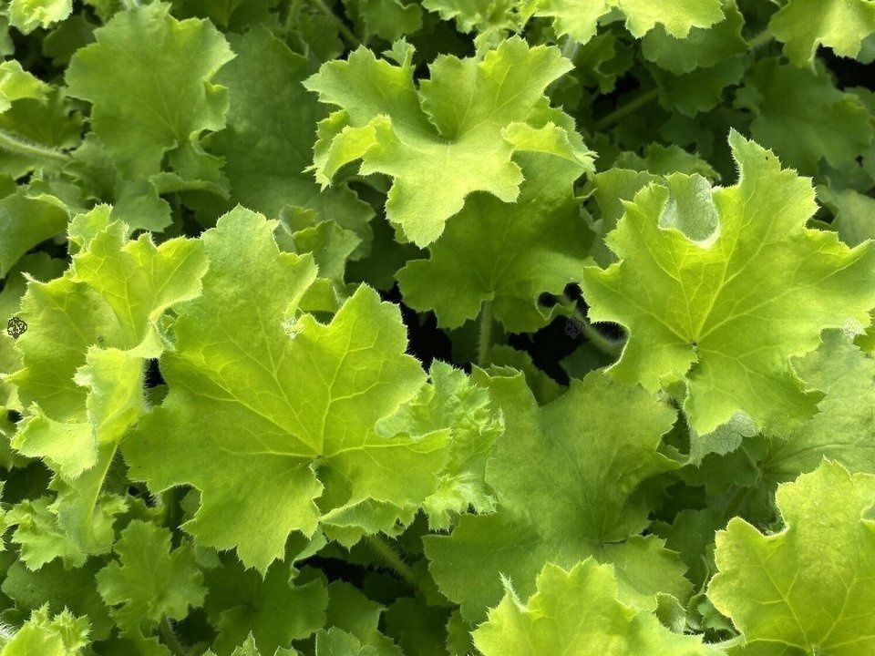 Żurawka Rex Lime Heuchera C2