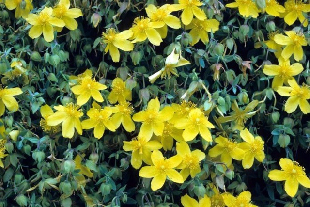 Dziurawiec gęstokwiatowy Buttercup Hypericum densiflorum P9
