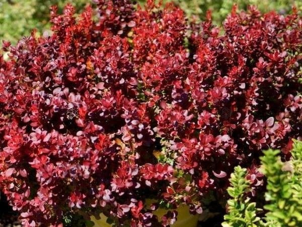 Berberys Thunberga Lutin Rouge PBR Berberis thunbergii C2