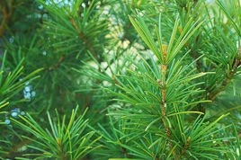 Sośnica japońska Sciadopitys verticillata C3