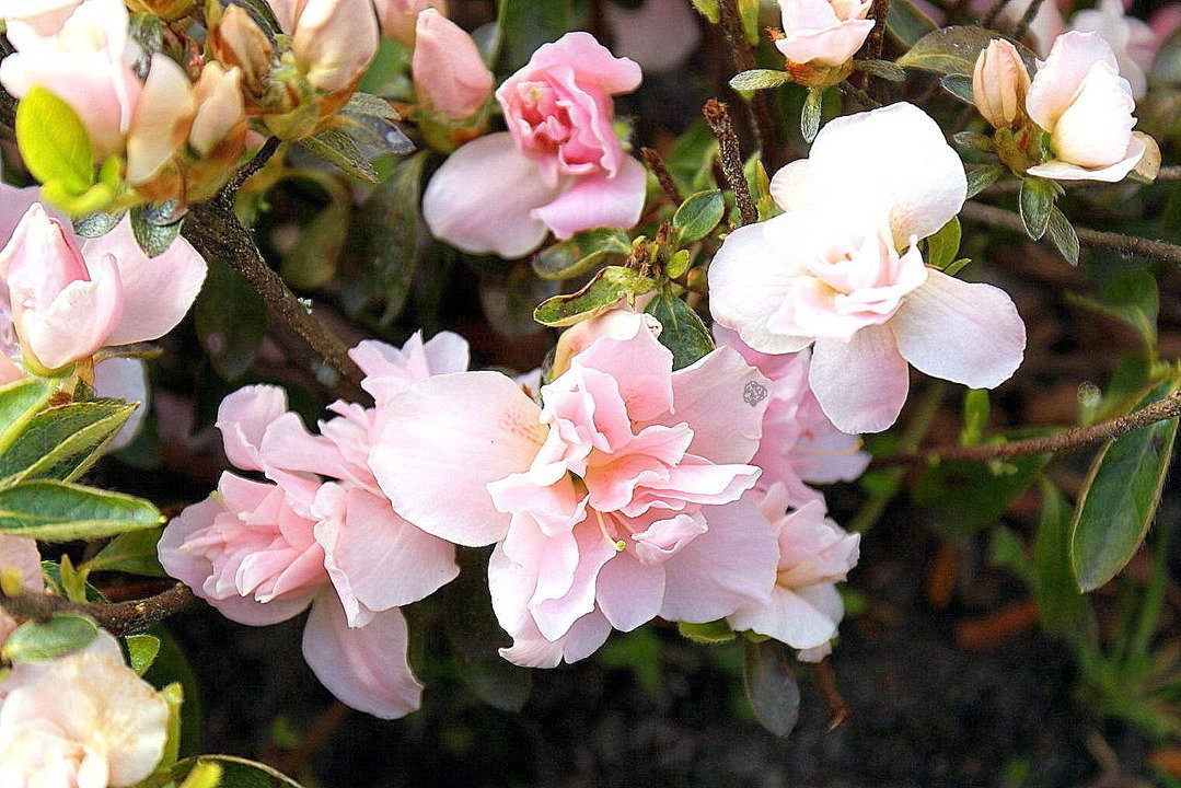 Azalia japońska Eliza Hyatt Rhododendron obtusum C2