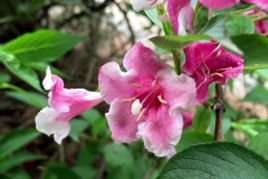 Krzewuszka cudowna Foliis Purpureis Weigela florida C2