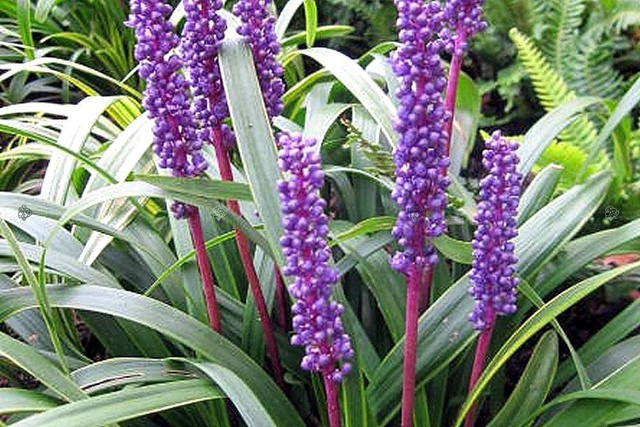 Liriope szafirkowata Moneymaker Liriopa muscari C2