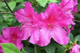 Azalia japońska Rosalind Rhododendron obtusum C2