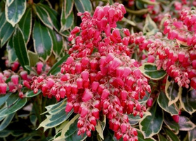 Pieris japoński Ralto Pieris japonica C1,5