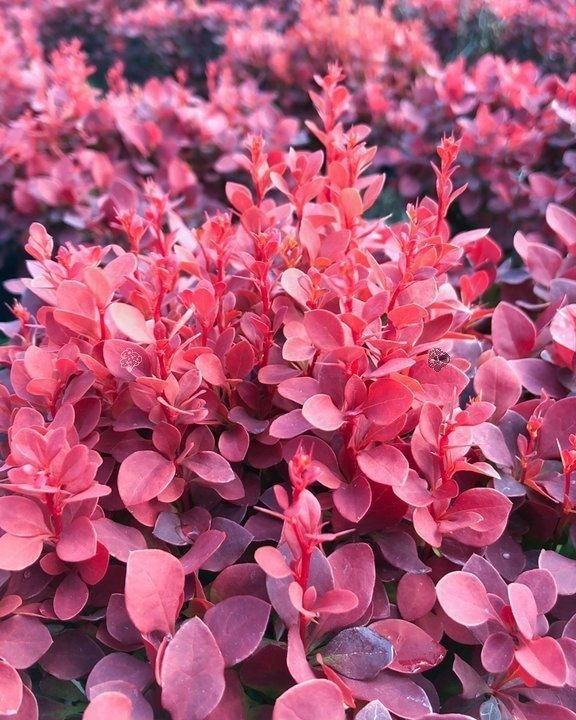 Berberys Thunberga Red Cloud Berberis thunbergii C2