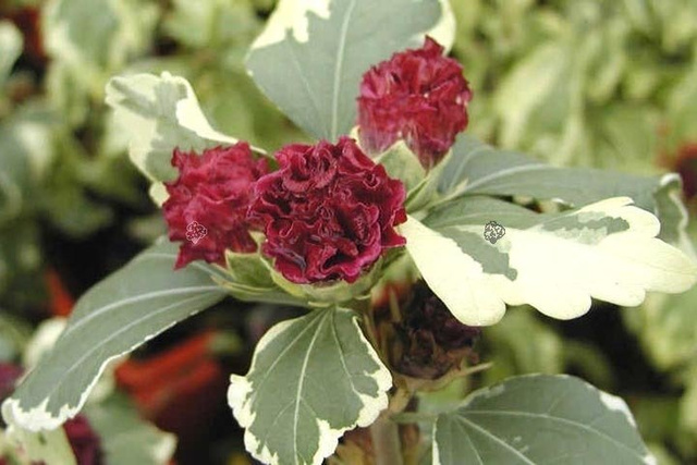 Ketmia syryjska Purpureus Variegatus Hibiscus syriacus C2