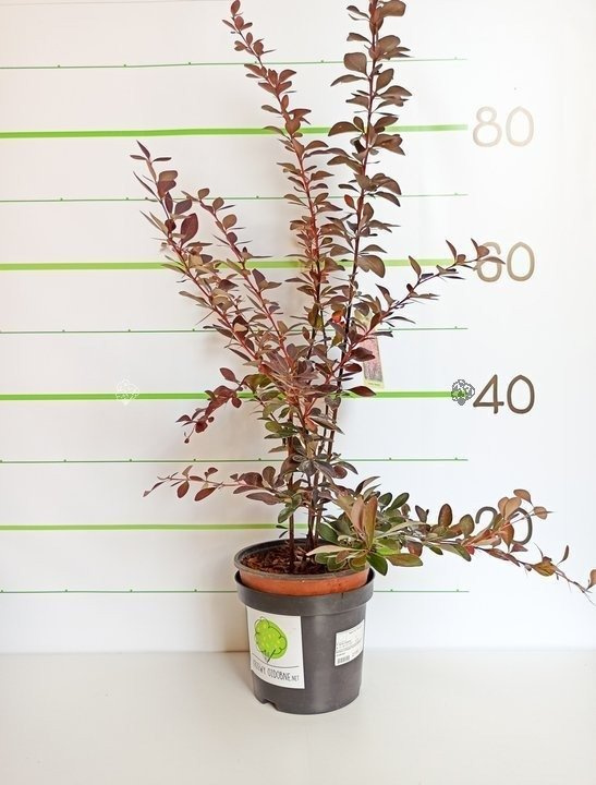 Berberys ottawski Auricoma Berberis ottawensis C3