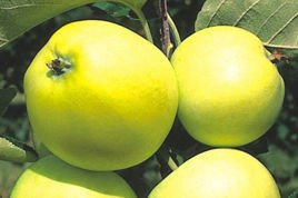 Jabłoń Oliwka Żółta Papierówka Malus domestica