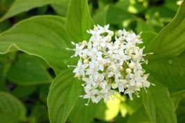 Dereń rozłogowy Flaviramea Cornus sericea