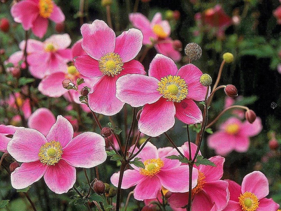Zawilec japoński Hadspen Abundance Anemone hupehensis C3
