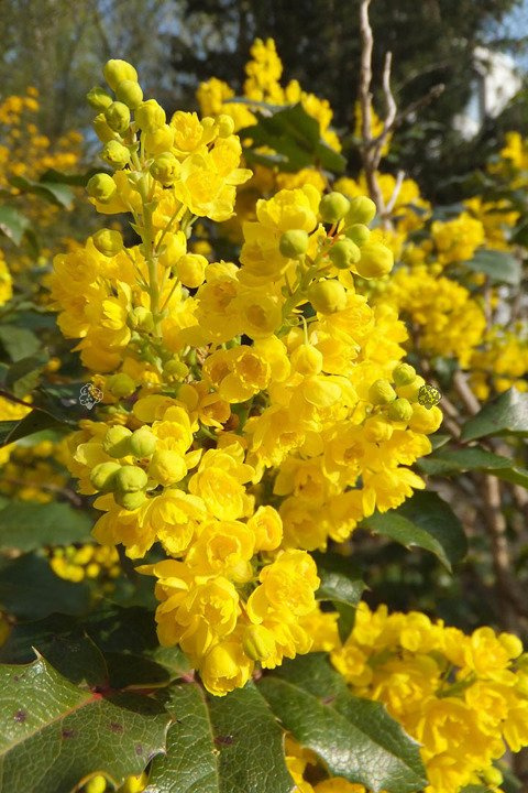 Mahonia pospolita Mahonia aquifolium C2