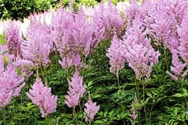 Tawułka Hyazinth Astilbe C2