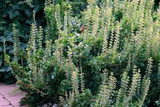 Bluszcz pospolity Erecta Hedera helix P9