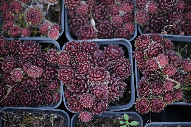 Rojnik pajęczynowaty Cameleon Sempervivum arachnoideum P9