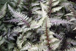 Wietlica japońska Ursula's Red Athyrium niponicum C2