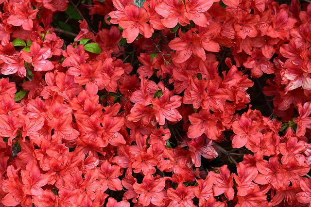 Azalia japońska Geisha Orange Rhododendron obtusum C2