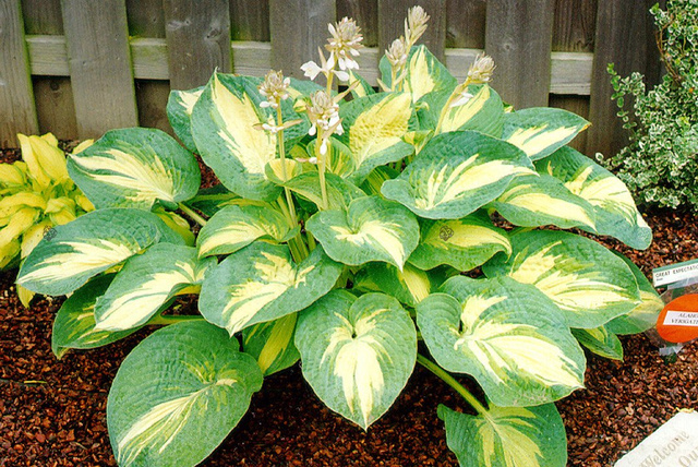 Funkia Great Expectations Hosta P9