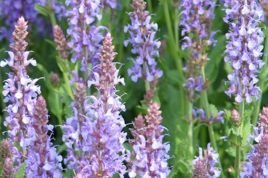 Szałwia omszona Blauhugel Salvia nemorosa P9