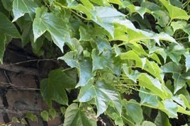Winobluszcz trójklapowy Veitchii Parthenocissus tricuspidata C2