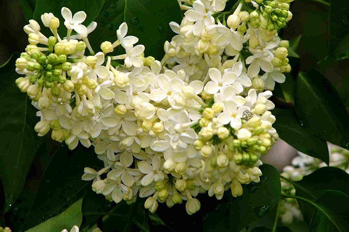 Lilak pospolity Primrose Syringa vulgaris C2