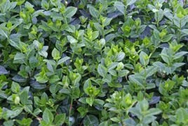 Trzmielina Fortune'a Coloratus Euonymus fortunei P9