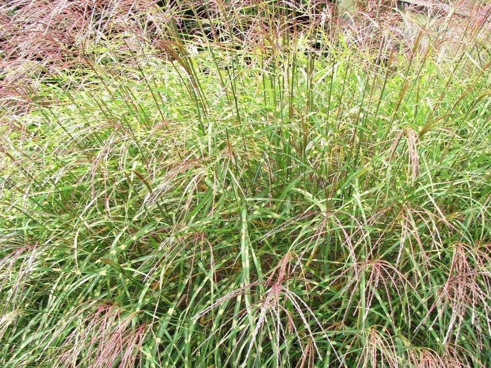 Miskant chiński Little Zebra PBR Miscanthus sinensis C3